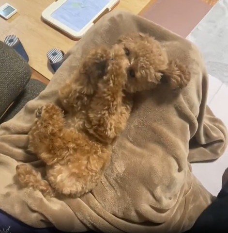 お願いポーズワンコ