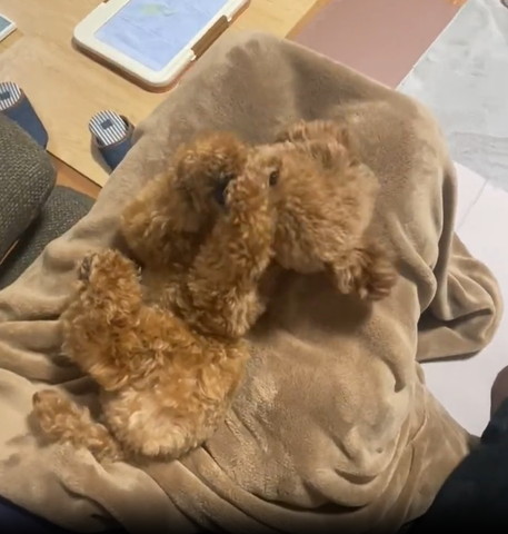 鼻に前足そえるワンコ