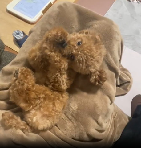 上目遣いするワンコ