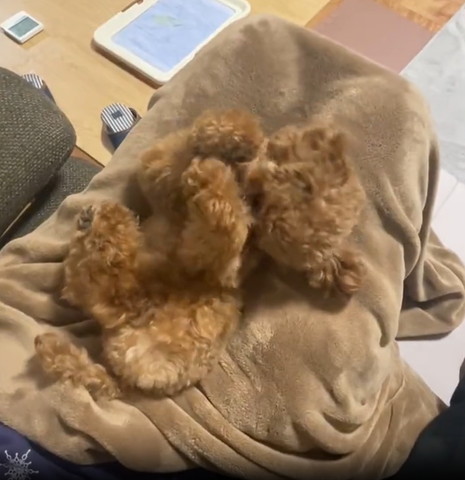 ヒザの上でごろごろしているワンコ