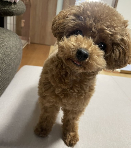 トイプー舌ぺろ