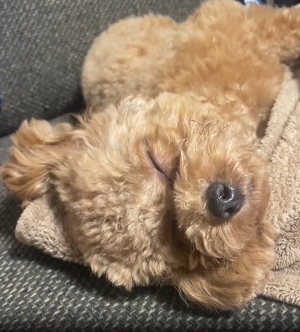 ワンコ寝顔アップ