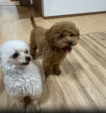 フローリングとワンコ2匹