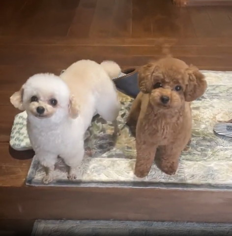 玄関にワンコ2匹