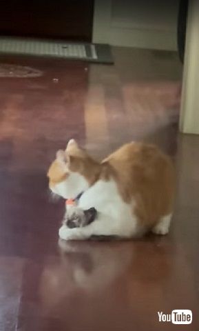 子猫が見つかる