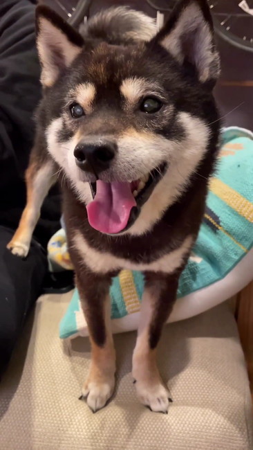 パパ踏んでいる犬