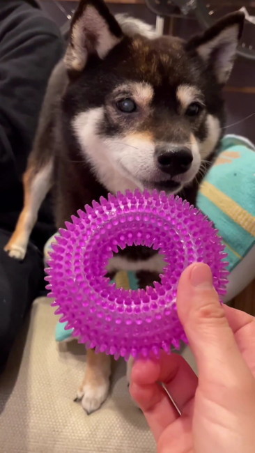 おもちゃと柴犬