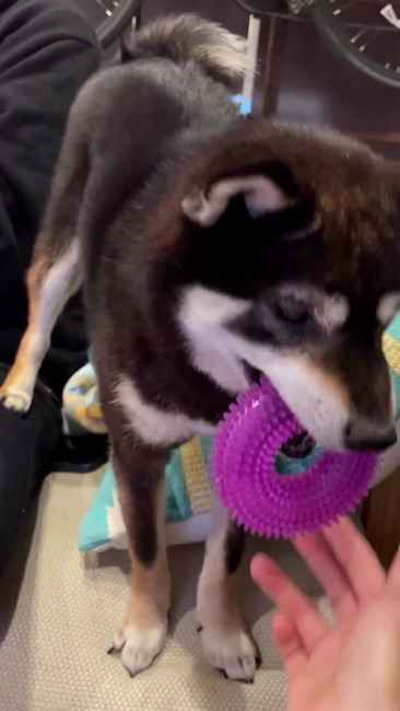 落としそうな柴犬