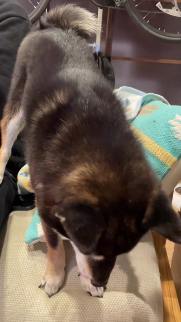 下を見て鳴く柴犬