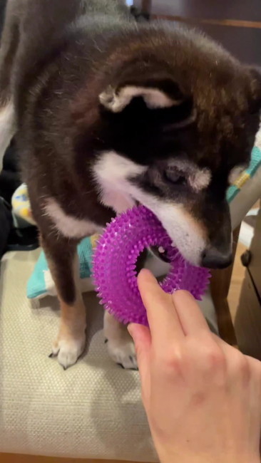 拾ってもらった柴犬