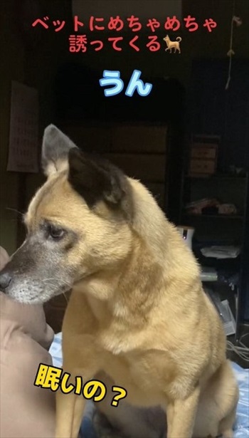 うなずくワンコ