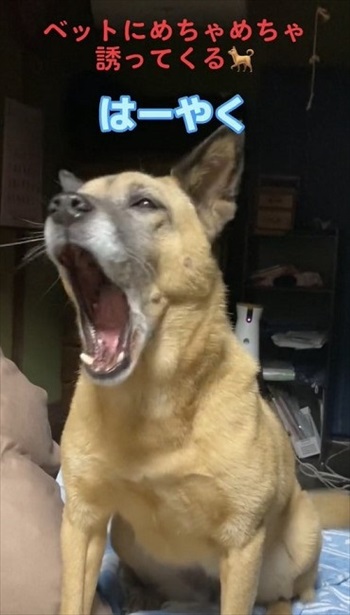 あくびするワンコ