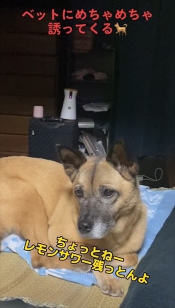 ご機嫌な飼い主さん