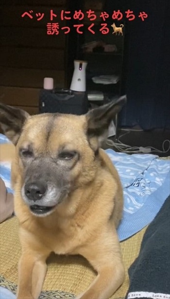 微妙な表情のワンコ