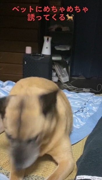 はくしょんするワンコ