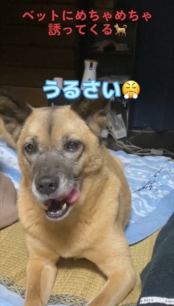 お怒りモードの犬