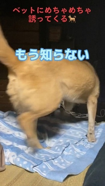 怒ってしまった犬
