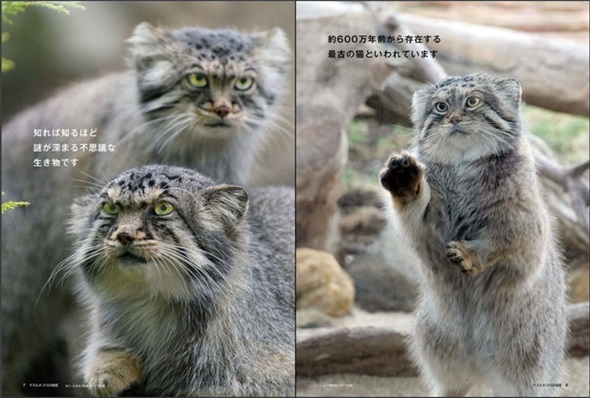 マヌルネコ見開きページ