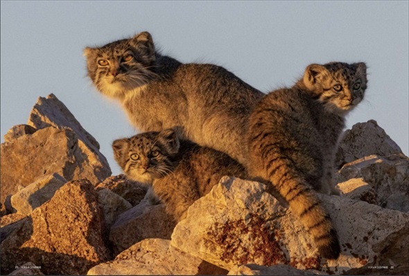 擬態するマヌルネコ