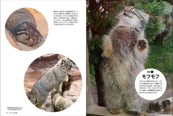 マヌルネコのモフモフポーズ