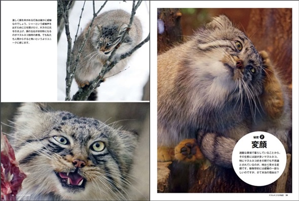 マヌルネコの変顔