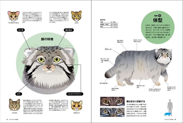 マヌルネコの体型