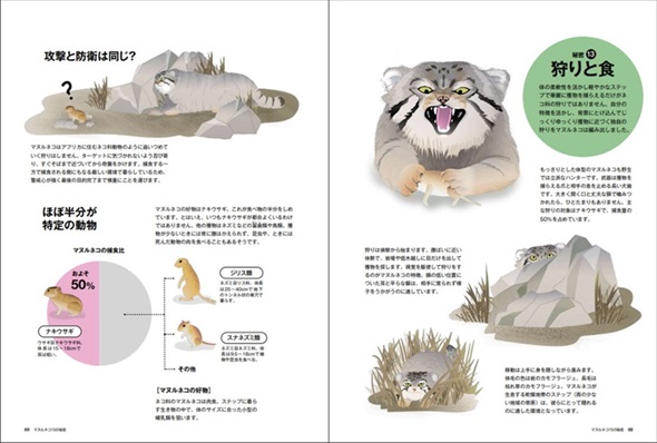 マヌルネコの狩りと食