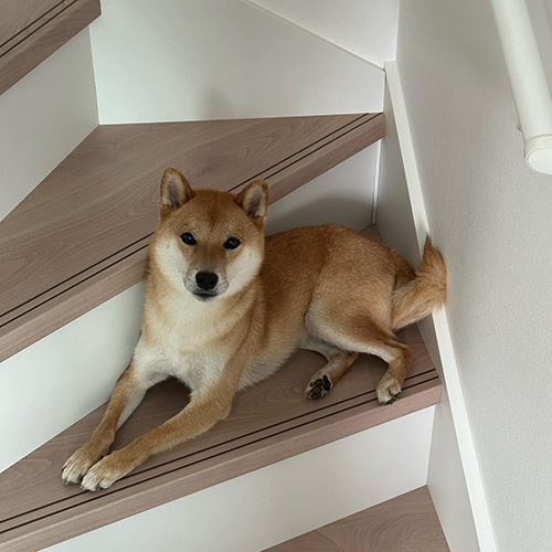 階段にスタンバイする快くん