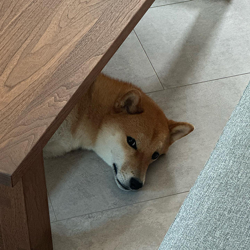 ひょっこりする快くん