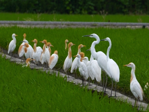 サギのグループ