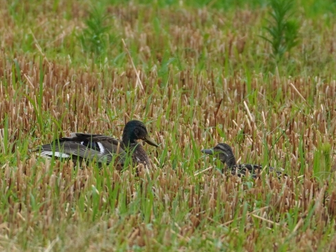 おっ！カモがいる
