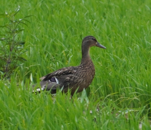 ぼんやりするカモ