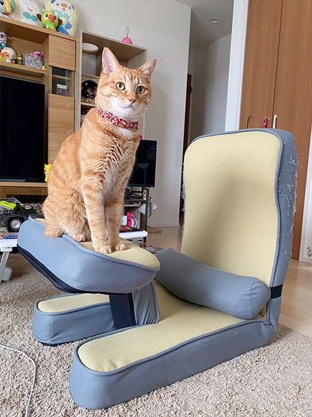 座椅子を使う猫