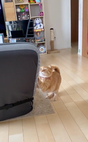 座椅子で爪研ぎする猫