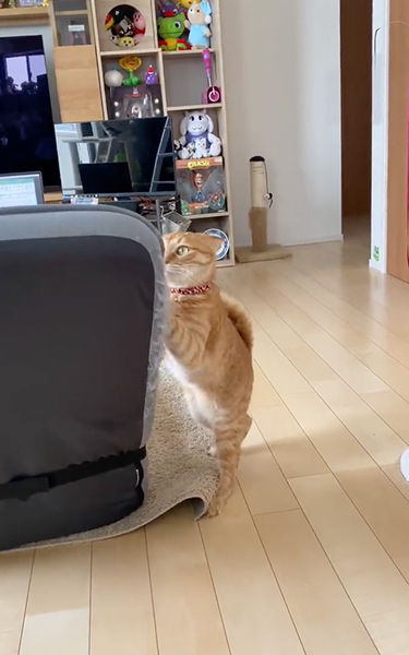 座椅子をボロボロにする猫