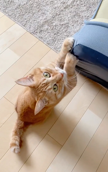 高級な椅子をボロボロにする猫