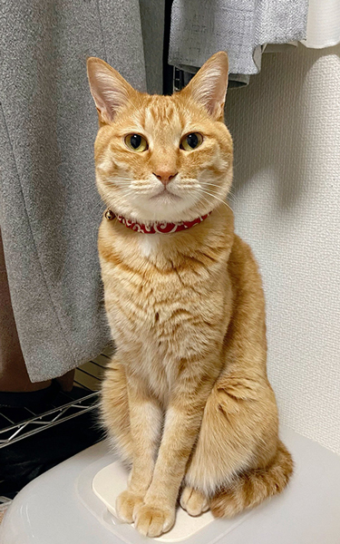 早く寝てほしい猫