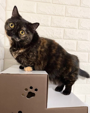 ポーズを決めるサビ猫