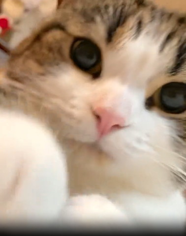 カメラ目線猫前足少し見える
