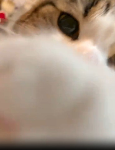 カメラ目線猫前足だしてる