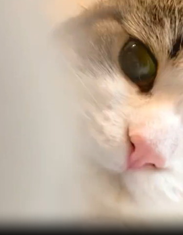 半分ずつ猫の前足と顔