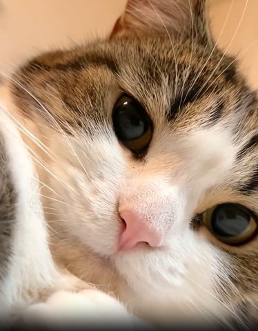 首傾げてカメラ目線猫アップ