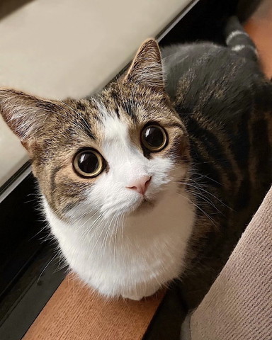 窓辺で見上げてくる猫