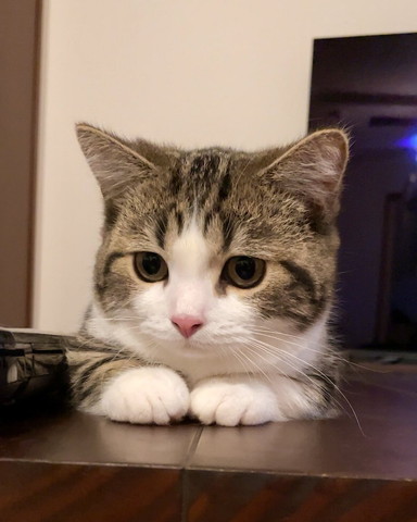 窓辺で見上げてくる猫