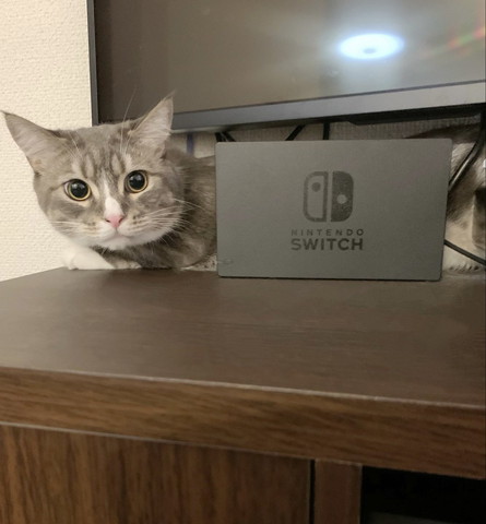 スイッチと猫