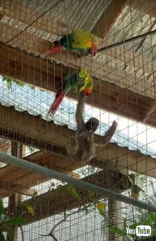 インコとナマケモノ