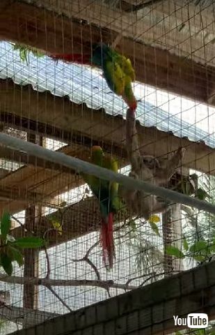 インコとナマケモノ