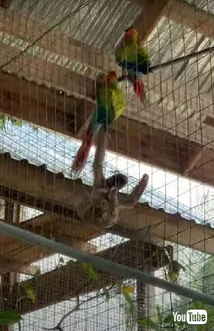 インコとナマケモノ