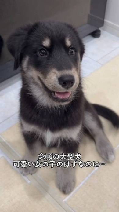 大型犬の子犬
