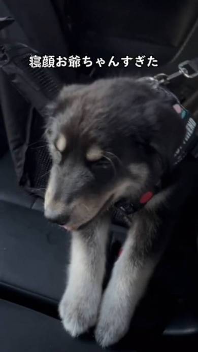 大型犬の子犬の寝顔